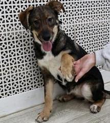 Калинка Щенятник